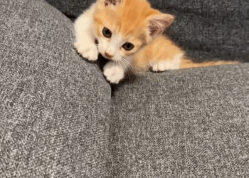 M0711017 Found kitten hiding inside car then #rescue #kitten #fyp #kitty part2