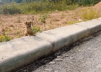 M0711027 poor puppy was wandering by roadside looking very hungry thirsty part2