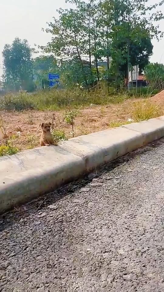 M0711027 poor puppy was wandering by roadside looking very hungry thirsty part2