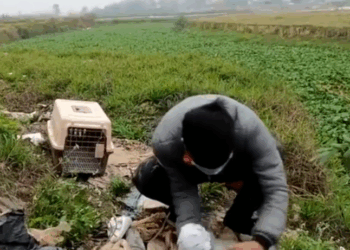 M1211028_Rescue Poor Dog Bandage On Its Head Dog Screams In Pai…_part2