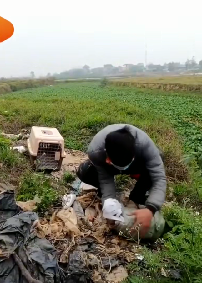 M1211028_Rescue Poor Dog Bandage On Its Head Dog Screams In Pai…_part2