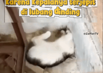 M1511002_menyelamatkan seekor kucing gemetaran karena kepalanya terjepit di lu…_part2