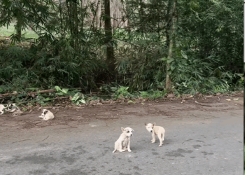 M1511003_Let’s go back to our home. #straydog #straydoglove #straydoglove_part2