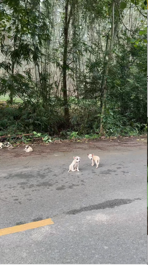 M1511003_Let’s go back to our home. #straydog #straydoglove #straydoglove_part2