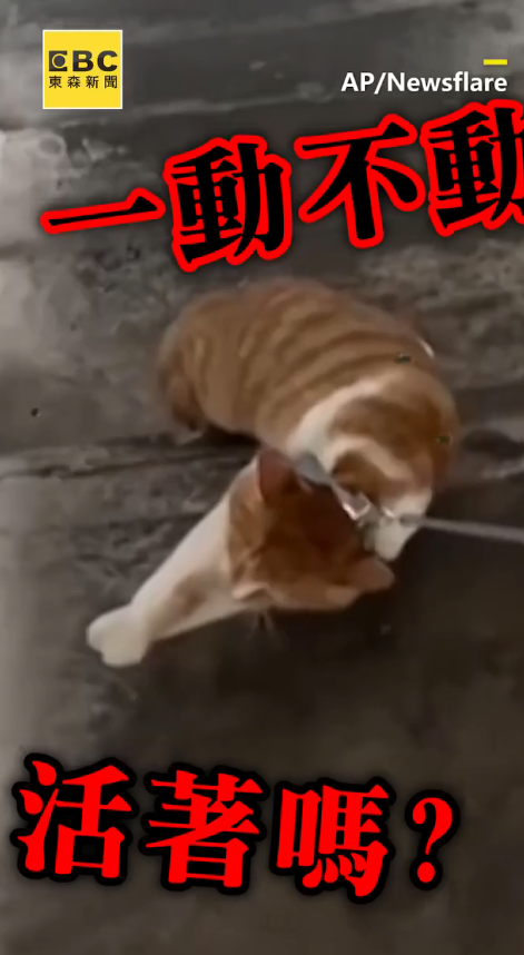 M1511004_Owner forcibly drags paralyzed cat upstairs; a figure flies past the corner, the ending shocks thousands_part2