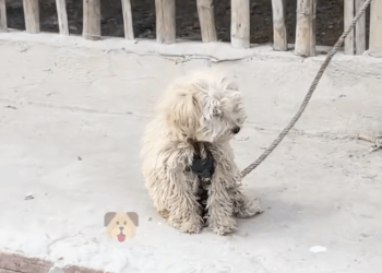 M1511005_adopted poor dog had been chained up on farm years_part2