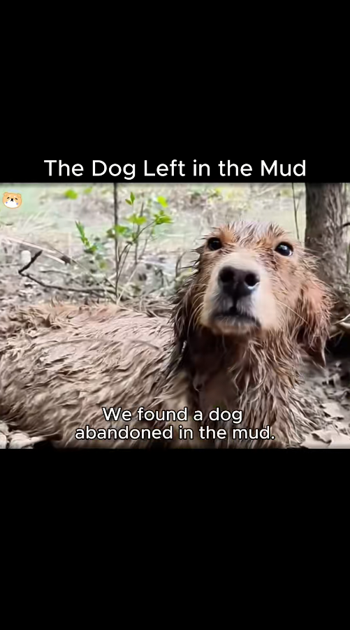 M1511006_Dog Left in Mud. #Fyp #trending #viral #foryoupage #saveanima…_part2