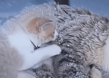 M1511007_Mommy, wake up… It paws at snow, thinking she just asleep…_part2