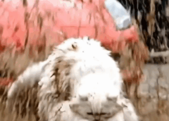 M1511008_Roadside Mishaps to Cozy Milk Cat Family Story #cat #shorts #facebookreels #rescuecat Felines rescue_part2