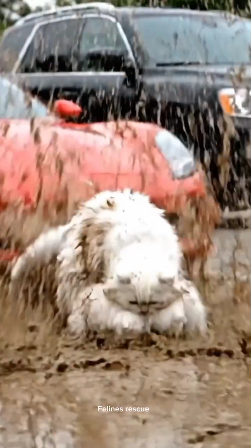 M1511008_Roadside Mishaps to Cozy Milk Cat Family Story #cat #shorts #facebookreels #rescuecat Felines rescue_part2