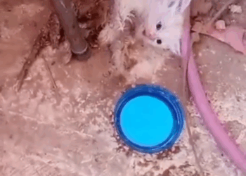 M1511009_From Barzeh, unfortunately involved in an accident, her condition is very bad, her leg and tail are stiff. STAR Syrian Team Animal Rescue_part2