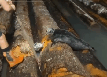 M1511017_Poor baby didn know what to do!_part2