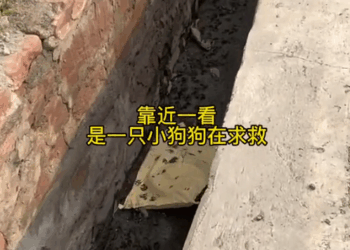 M1311002_Rescue puppy in sewer#dog #straydogs_part2