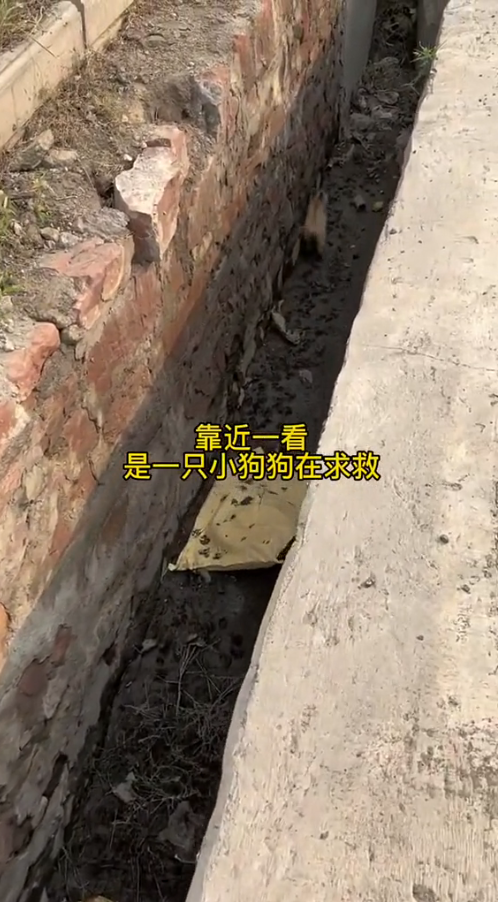 M1311002_Rescue puppy in sewer#dog #straydogs_part2