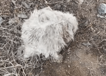 M1311003_Rescue dog caught in mousetrap#straydogs_part2