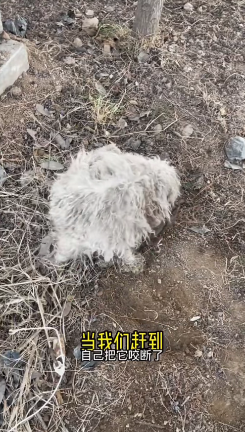 M1311003_Rescue dog caught in mousetrap#straydogs_part2