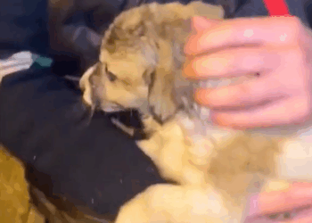 M1311007_life needs respect#dog #straydogs #pet_part2