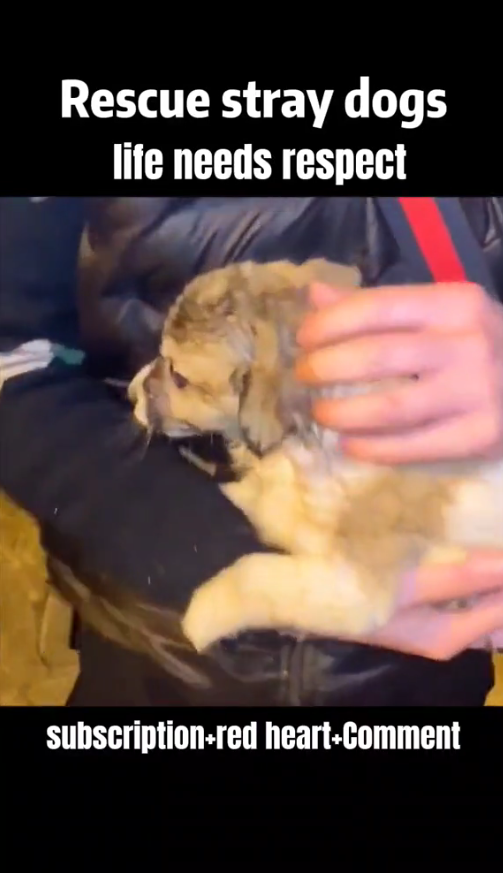 M1311007_life needs respect#dog #straydogs #pet_part2