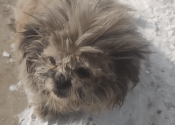 M1311009_little nose small eyes are very cute. don have name. Pl…_part2