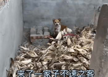 M1311012_Rescue stray dogs#straydogs (1)_part2