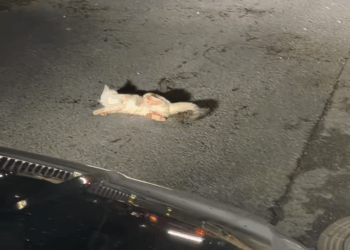 M0711025_Rescued kitten got hit by car then #kitten #rescue #fyp_part2