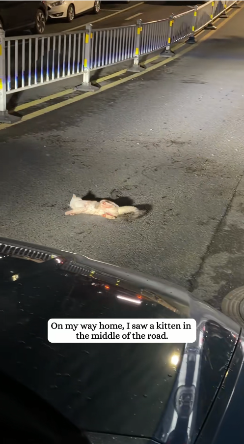 M0711025_Rescued kitten got hit by car then #kitten #rescue #fyp_part2