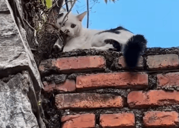 M1311025_#cat #catsoftiktok #rescuecat #poorcat #catvideo_part2