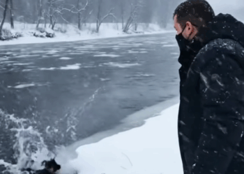 M1311029_Dog Silent Wait in Winter Chill #puppys #pet #animals #res…_part2