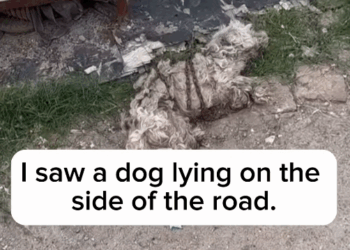 M1311032_#fyp #helpanimals_part2