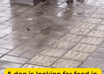 M1311035_#fyp #helpanimals (1)_part2