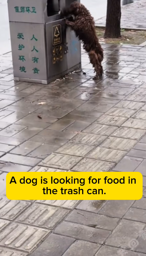 M1311035_#fyp #helpanimals (1)_part2