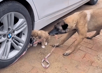 M1311036_#fyp #dogs #helpanimals #loveanimals #foryou #viral_part2