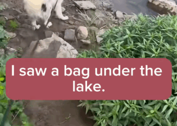 M1311037_#fyp #helpanimals (2)_part2