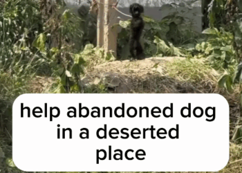 M1311039_#fyp #helpanimals (3)_part2