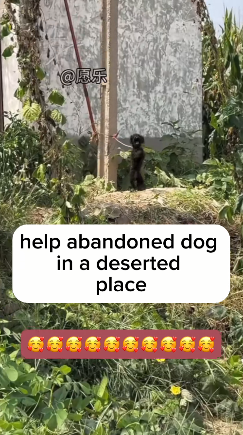 M1311039_#fyp #helpanimals (3)_part2