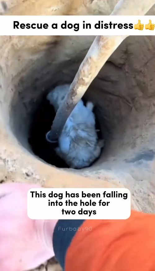M1311041_Rescue dog fell into deep hole #fyp #dogs #helpanimals #love…_part2