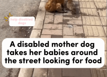 M1311043_Help disabled dog, so poor #fyp #dogs #helpanimals #loveanimals_part2