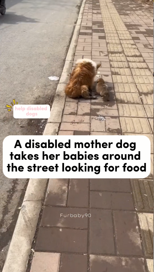 M1311043_Help disabled dog, so poor #fyp #dogs #helpanimals #loveanimals_part2