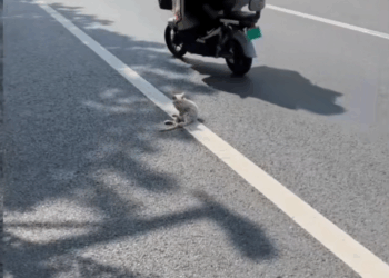 M1511013_Cat Lovers #kucing #catlovers #kitten_part2