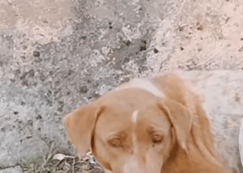 M1511003_Desperate mother begs to save her dying puppy. #rescue #animals #pupp…_part1
