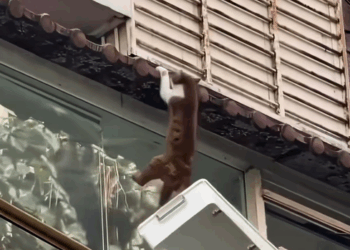 M1511007_cat fell great height, saved her then… #cat #resc…_part2