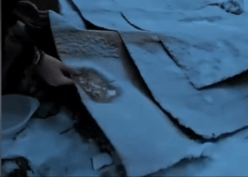 M1010011_Dogs are not toys, they are family! #fyp #trending #rescue #love #ani…_part2