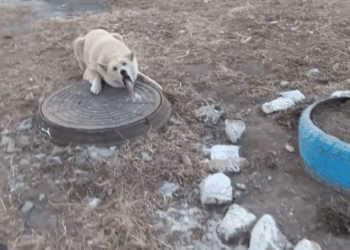 MV2011 Man Frees Dog Tongue Stuck in Frozen Manhole Warm Water in cᴑmments Beautiful Earth part1