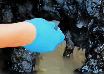 M2411001_Would you like to be hands guard stray dogs #straydog_part2