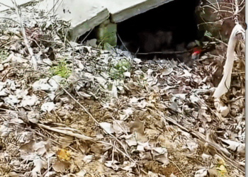 M2411002_dog curled up in garbage disposal center is dirty smelly_part2