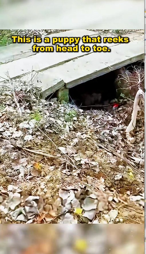 M2411002_dog curled up in garbage disposal center is dirty smelly_part2