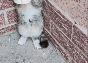 M2411003_#cutecatviral #searchinsightprograme #enjoywithfriends #viralca…_part2