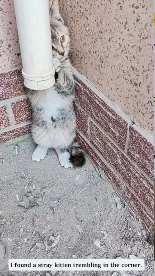 M2411003_#cutecatviral #searchinsightprograme #enjoywithfriends #viralca…_part2