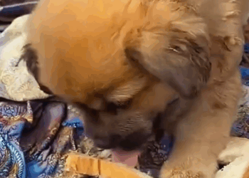 M2411004_poor puppy was wandering on side of road when was coming home school_part2