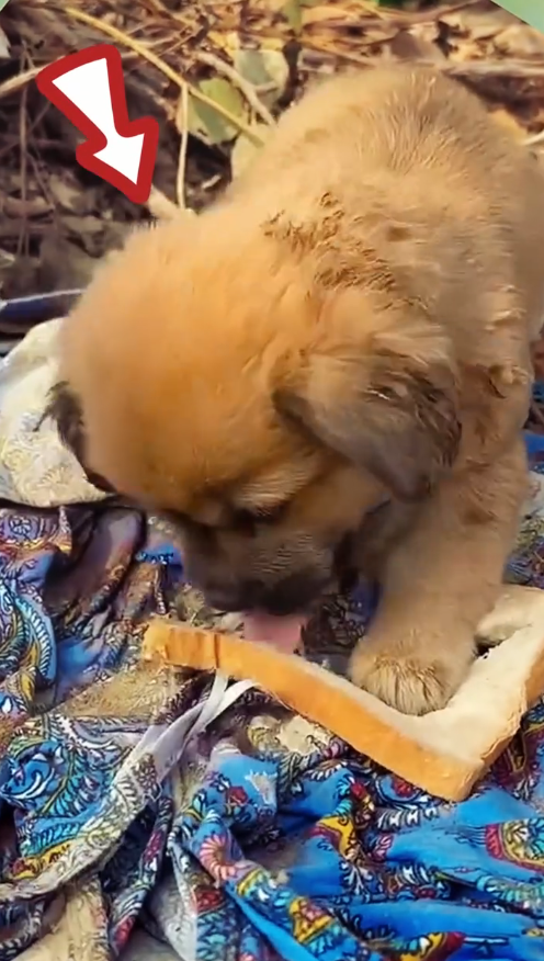 M2411004_poor puppy was wandering on side of road when was coming home school_part2